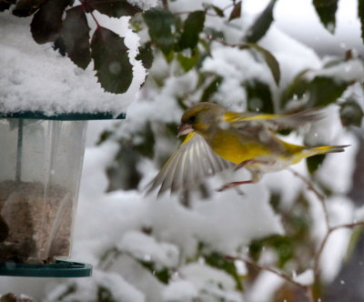 Grnfink / Greenfinch