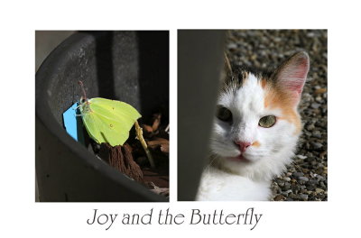 Joy and the Butterfly