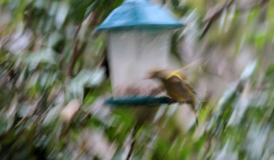 Greenfinch on a stormy Day