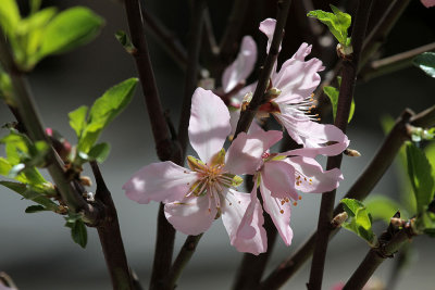 Mandelblten / Almond Blossoms