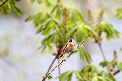 Distelfink / Goldfinch