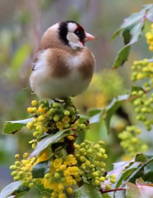 Distelfink / (European) Goldfinch