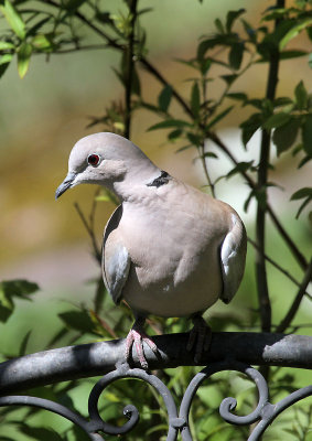 Türkentaube / (Eurasian) collared dove 