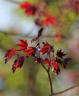 Roter Ahorn / Red Maple