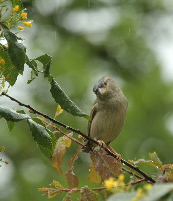 Sparrow in the Rain