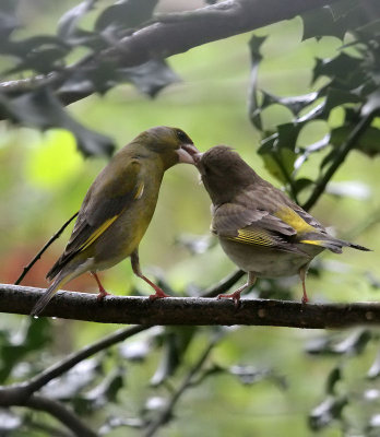Greenfinch Mama with Baby