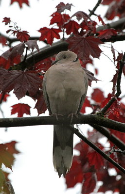 Türkentaube / (Eurasian) collared dove 
