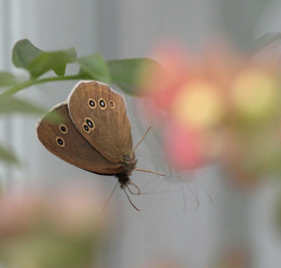Brauner Waldvogel / Ringlet (Butterfly)