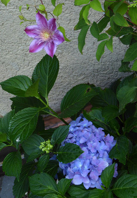 Hydrangea and Clematis