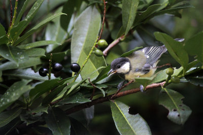 Young Great Tit