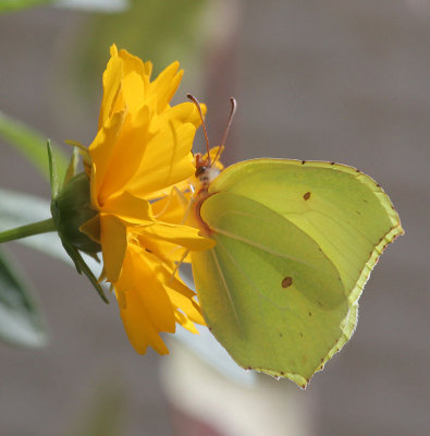 Zitronenfalter / Brimstone butterfly