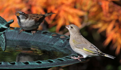 Greenfinch and Sparrow