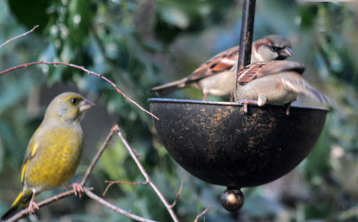 Greenfinch and House Sparrows