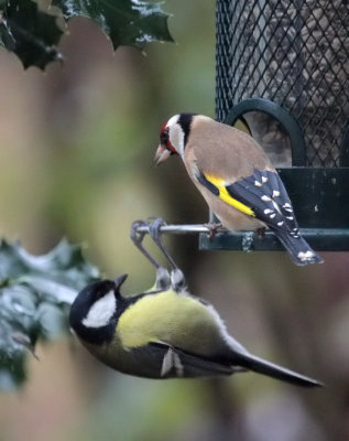 European Goldfinch and Great Tit