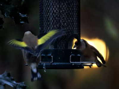 European Goldfinch  and Greenfinch