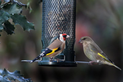 European Goldfinch  and Greenfinch