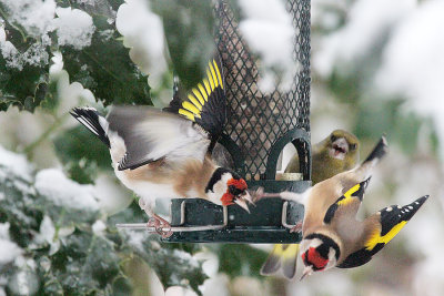 European Goldfinches  and Greenfinch