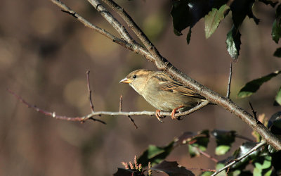 Sparrow