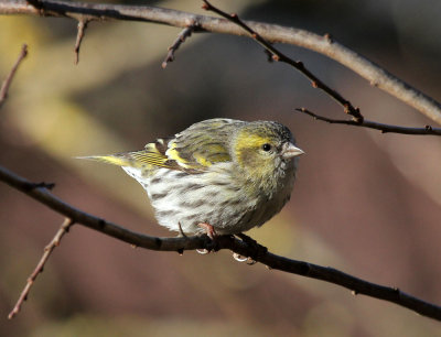 Erlenzeisig / European Siskin