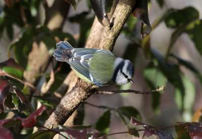 Blaumeise / Blue Tit