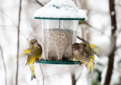 Greenfinches 