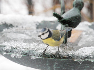 Blue Tit