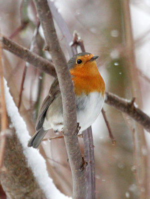 European Robin