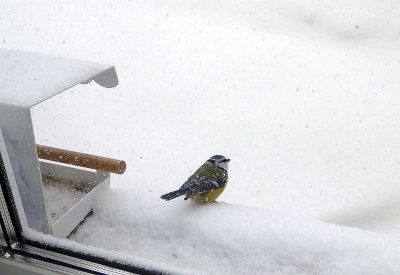 Blue Tit