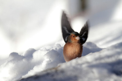 Chaffinch