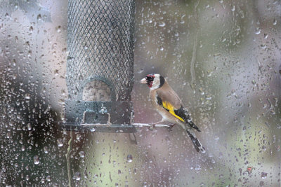 European Goldfinch