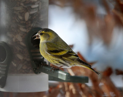 Erlenzeisig / European Siskin