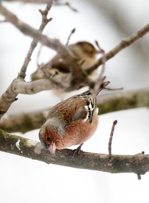 Buchfink / Chaffinch