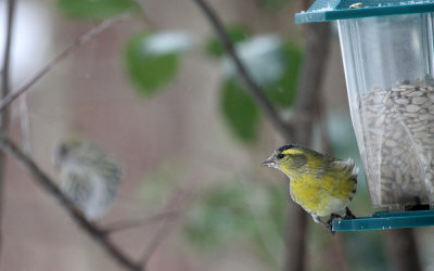 Erlenzeisig / European Siskin