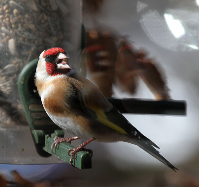 Distelfink / (European) Goldfinch