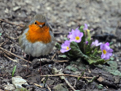 Rotkehlchen / Robin