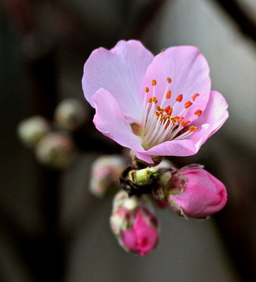 First Bloom on my Almond Tree