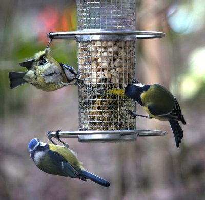 Blue Tits and one Great Tit