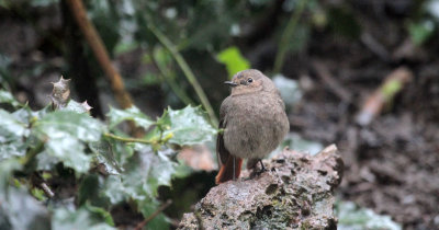 Rotschwnzchen / Redtail