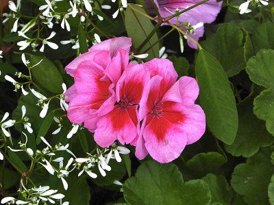 Pelargonien