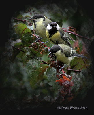 Great Tits in the Rain