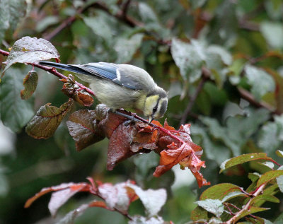 Blue Tit