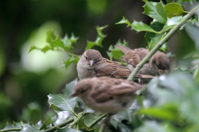 Young House Sparrows