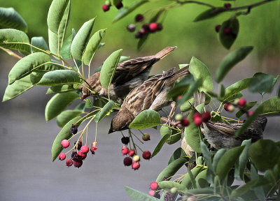 House Sparrows