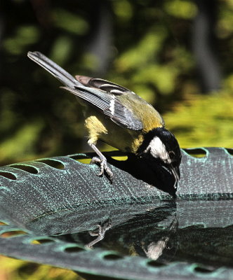 Great Tit