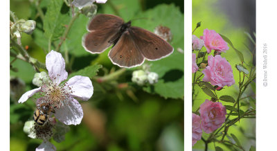 Brauner Waldvogel / Ringlett (butterfly) and Pinselkfer / Bee Beetle