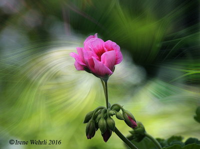 Geranium 