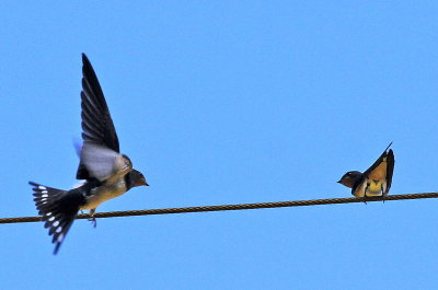 Barn Swallows - Mother and Child