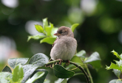 Young Sparrow