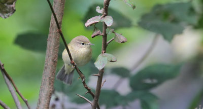 Zilpzalp / Chiffchaff