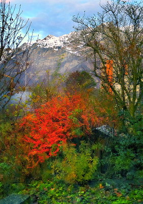 View to the backyard